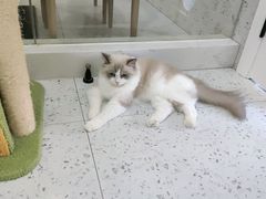 -喵园·猫主题咖啡厅·撸猫·猫咖(国贸店)