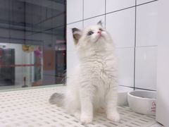 -1013 PET SHOP精品宠物商店(丁香店)