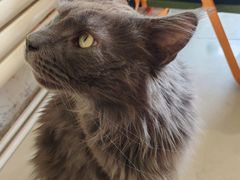 -平行世界·猫咖(首经贸店)
