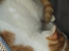 -纳吉亚猫专科动物医院博雅分院