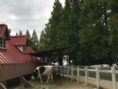 -神户市立六甲山牧场