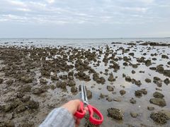 -硇洲岛旅游区