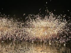 -长田漾湿地公园