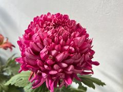 -杭州植物园