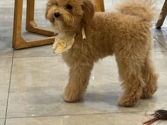 -柴犬小屋·柴餐厅·狗咖食堂(金鼎广场店)