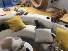-啵啵喵·猫咖(攀华国际店)