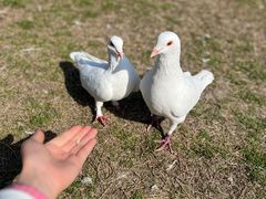 -上海野生动物园