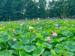 -滆湖低碳生态公园