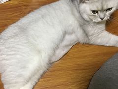 -北京赛佳动物医院