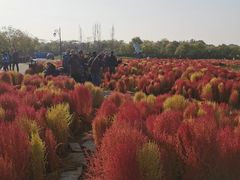 -天津东丽湖风景区