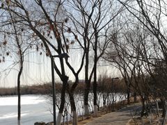 -大兴滨河森林公园