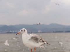 -海埂大坝