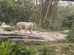 -广州长隆野生动物世界