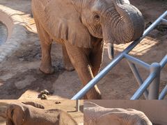 -西霞口神雕山野生动物世界
