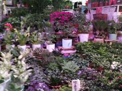 -大自然花鸟鱼虫市场
