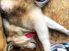 -Husky Go! 哈士奇体验馆·宠物咖啡厅狗咖