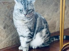 -Catmate·猫肥家润(金润铂宫店)