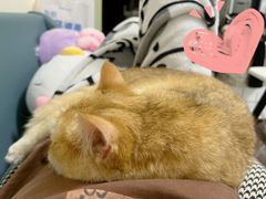 -lincat·猫舍(广州店)