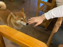-啡语
