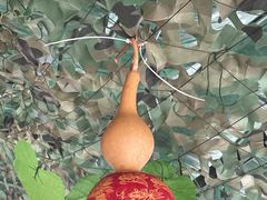 -马陆小张葡萄园农家乐