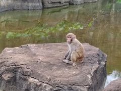 -海南热带野生动植物园