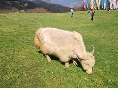 -硗碛藏寨·神木垒景区