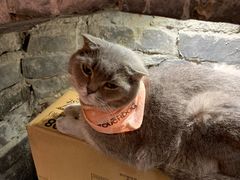 -猫色咖啡·猫咖