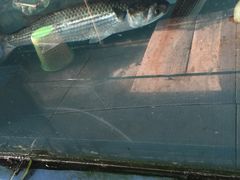 -浪琴湾尾角仔海鲜坊