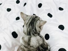 -灵美宠物诊所