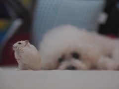-钓仓鼠(洋桥北里小区店)