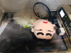 -芭比堂动物医院·心脏专科·夜诊·吉雅分院