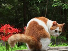-梅花山(明孝陵内)