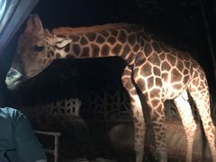 -清迈夜间动物园