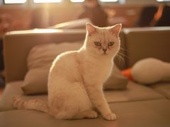 -猫腻·猫咖·撸猫馆(星光大道店)