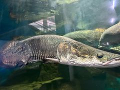 -泉州海丝野生动物世界