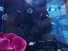 -OPEN開全日自助餐厅·牛肉火锅·海鲜(佛山希尔顿酒店)