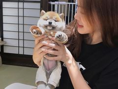 -逗柴咖啡屋·狗咖猫咖宠物桌游