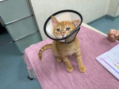-动物缘宠物医院·骨科·猫科(西二环店)