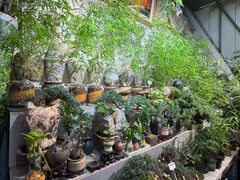 -花鸟鱼虫鲜花绿植市场(玉泉路店)