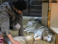 -Husky Go! 哈士奇体验馆·宠物咖啡厅狗咖