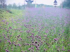 景点-杏花村文化旅游区