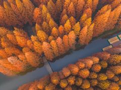 -黄海国家森林公园