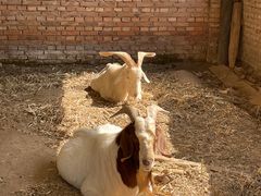 -呀路古热带植物园