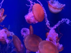 -海合安武汉极地海洋公园