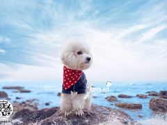 -超宠爱宠物摄影-Super pet