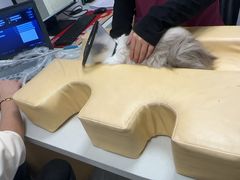 -艾贝尔宠物医院·宠保定点·超声绝育·免疫点(樱花路店)