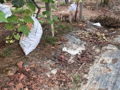 -马陆小张葡萄园农家乐