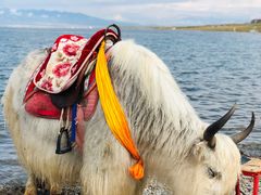 -青海湖国家重点风景名胜区