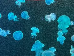 -欢乐海岸海洋奇梦馆