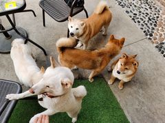 -柴犬高等学院·狗咖·柴犬售卖·宠物训练